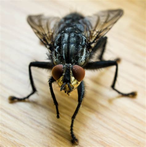 Fly near me - Seeing or dream about a fly can help you understand your emotions, decisions you’ve made in the past, and decisions you will make in the future. Seeing flies is often a sign of heavy emotions ...